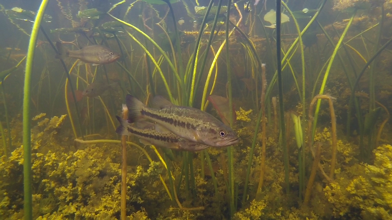 Fish underwater at Rookery Branch