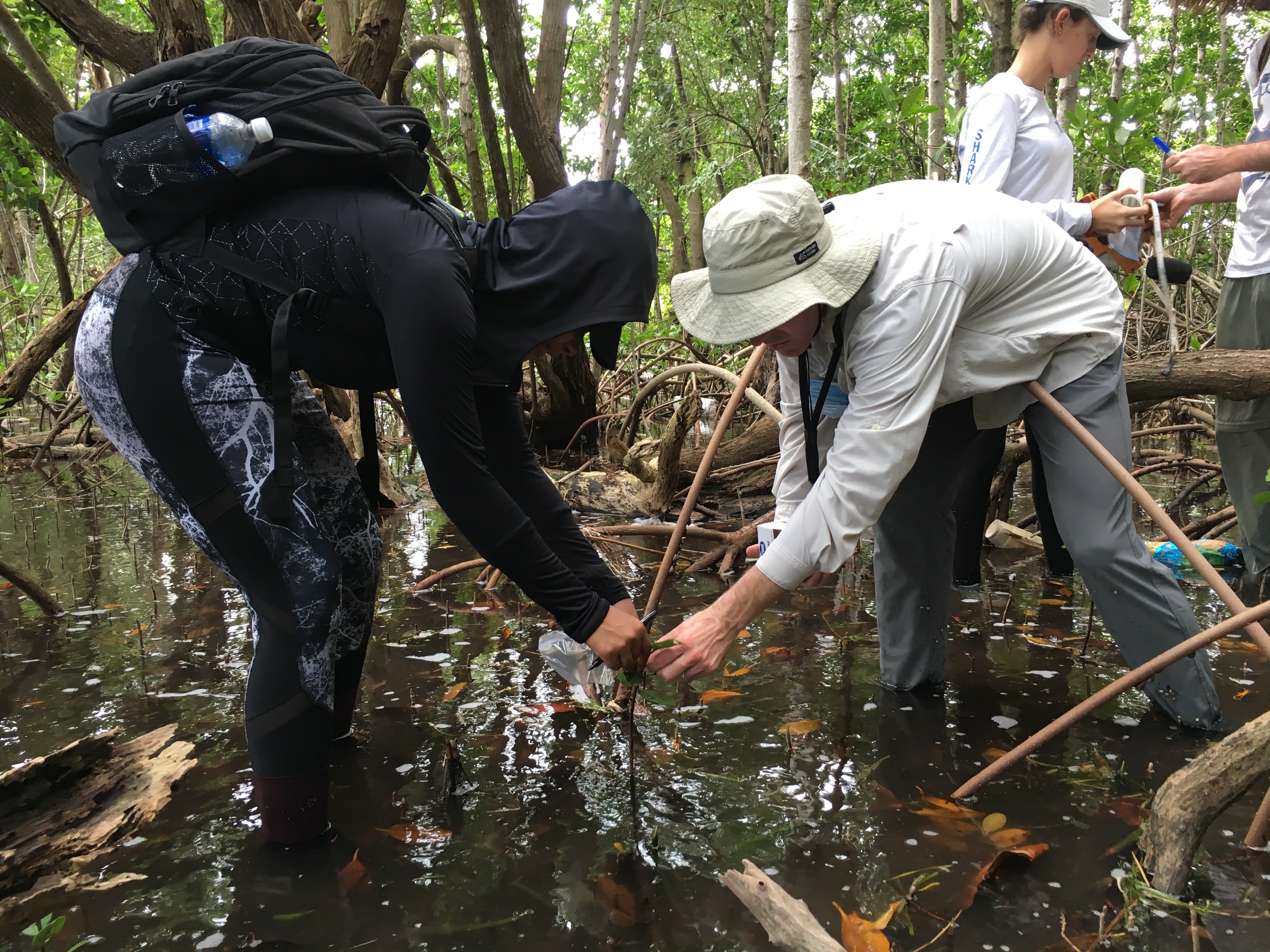 Dr. John Kominoski and Priscilla Brown (FIU Teach Undergraduate) collecting mangrove leaves from seedling mangrove trees in Biscayne National Park.