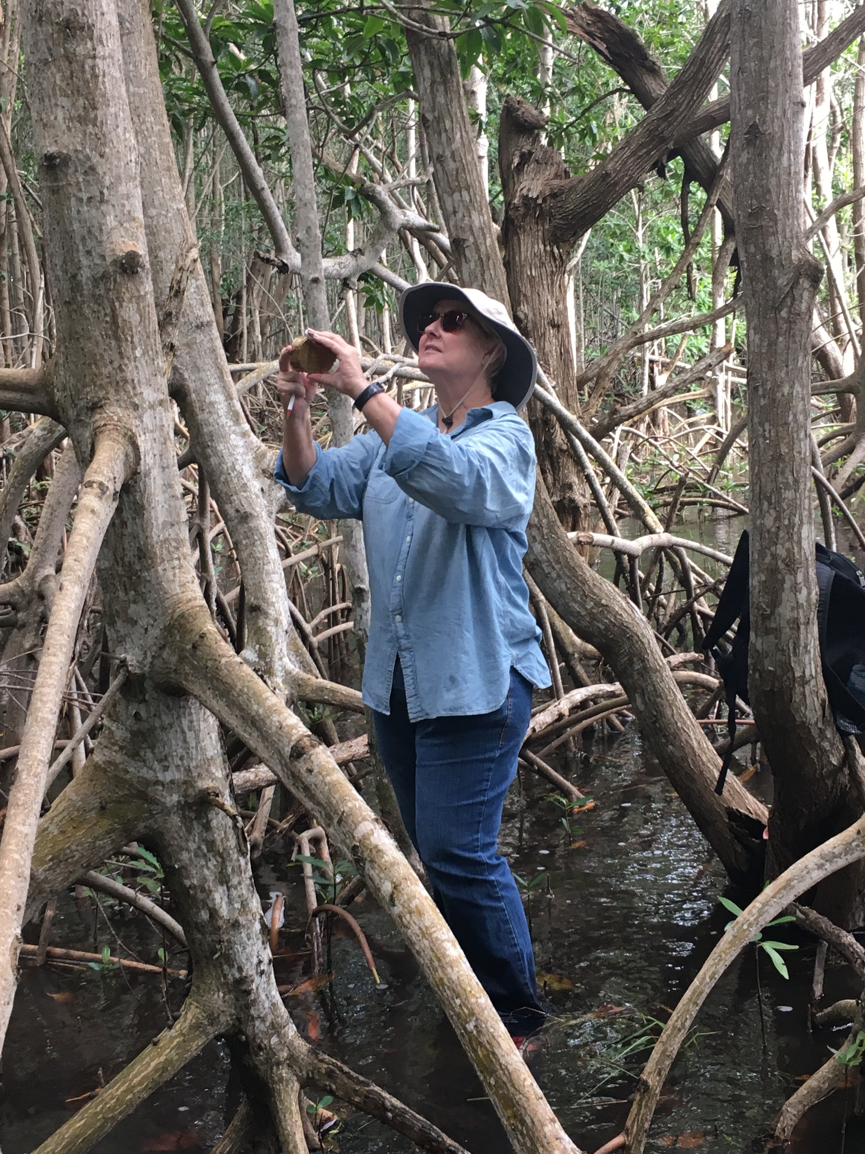 Cathy Laroche (FCE LTER RET, Felix Varela High School) measuring the heights of mangrove trees in Biscayne National Park.