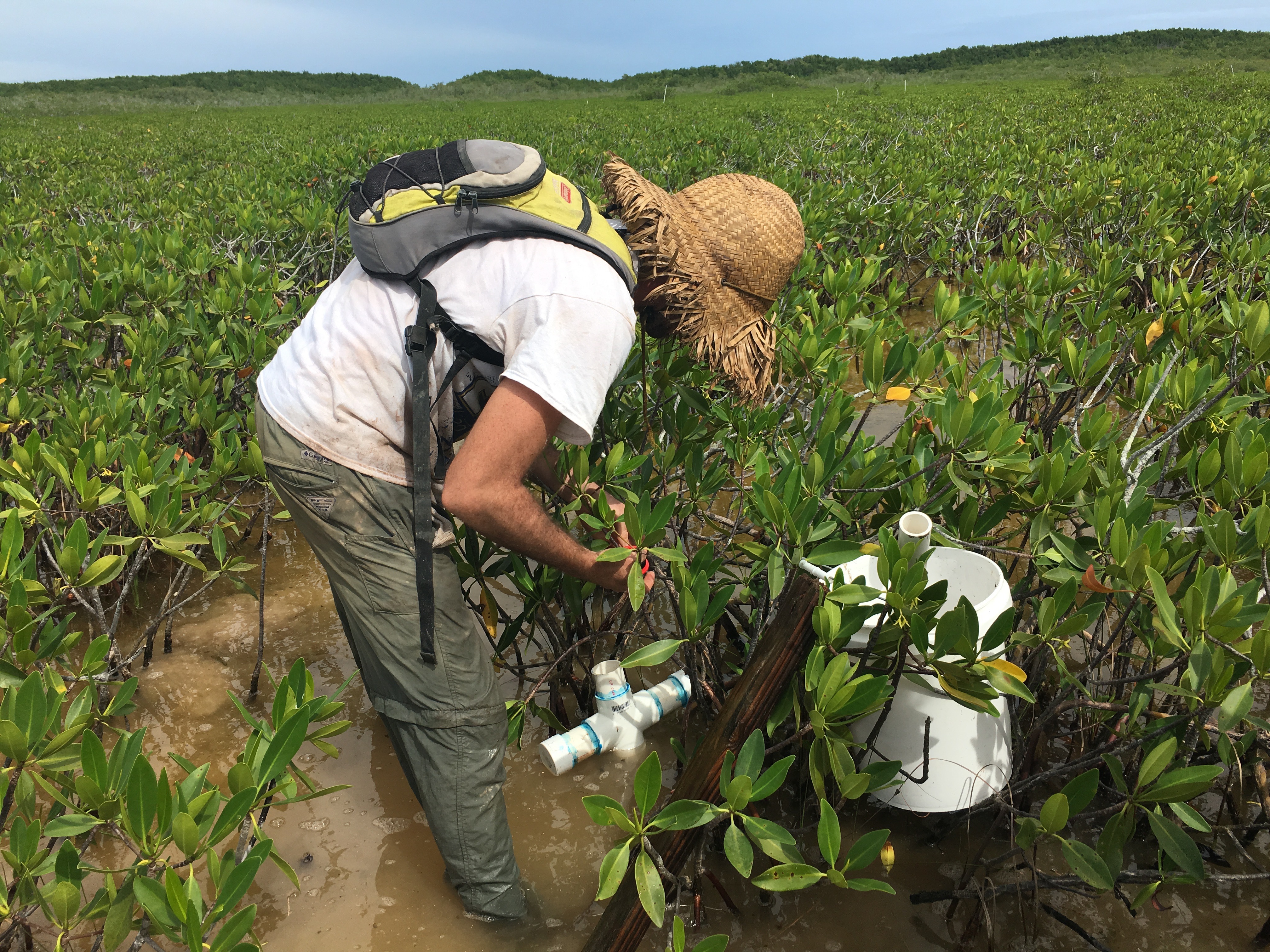 Sean Charles collecting a soil core in dwarf mangroves.
