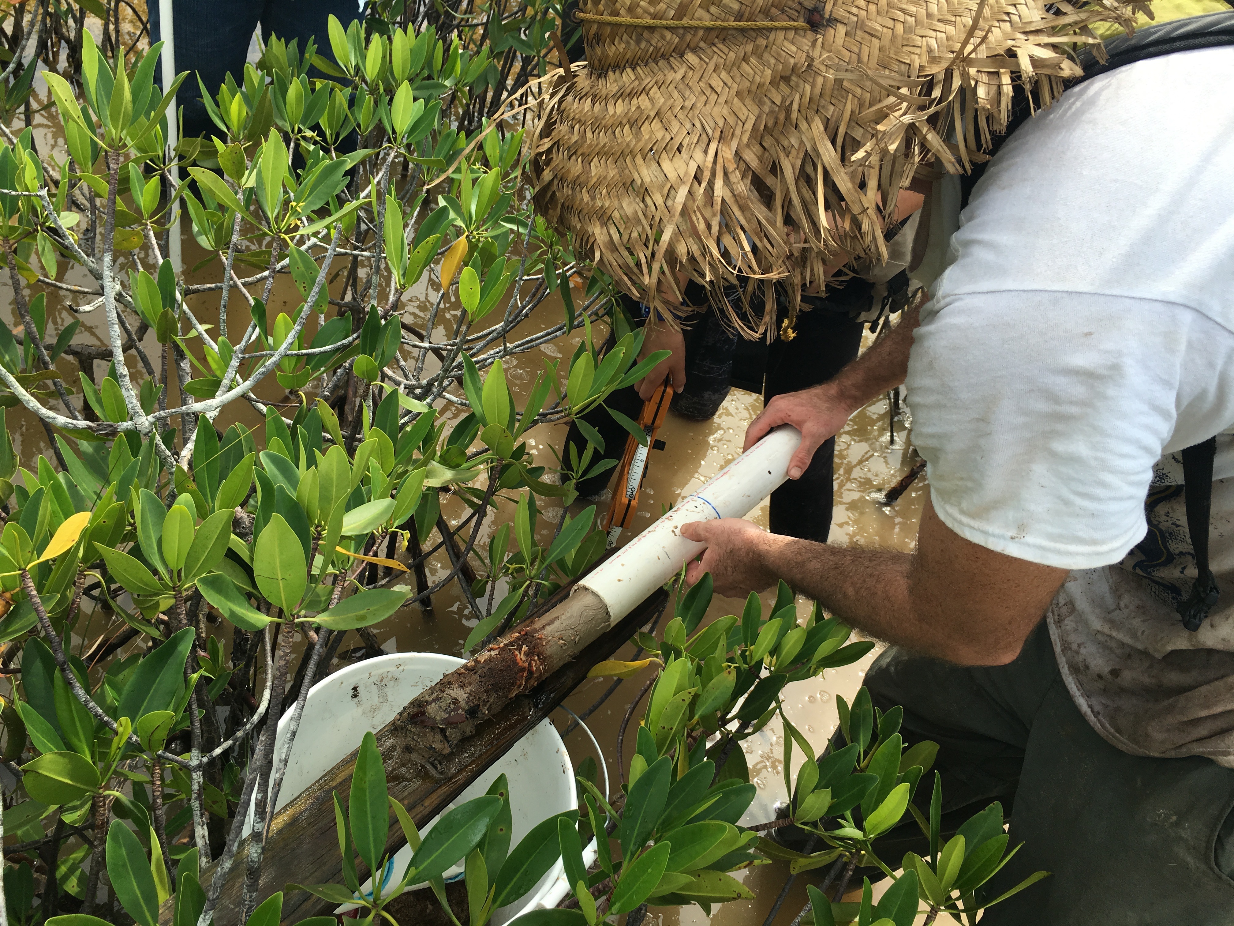 Sean Charles measuring a soil core in dwarf mangroves in Biscayne National Park.