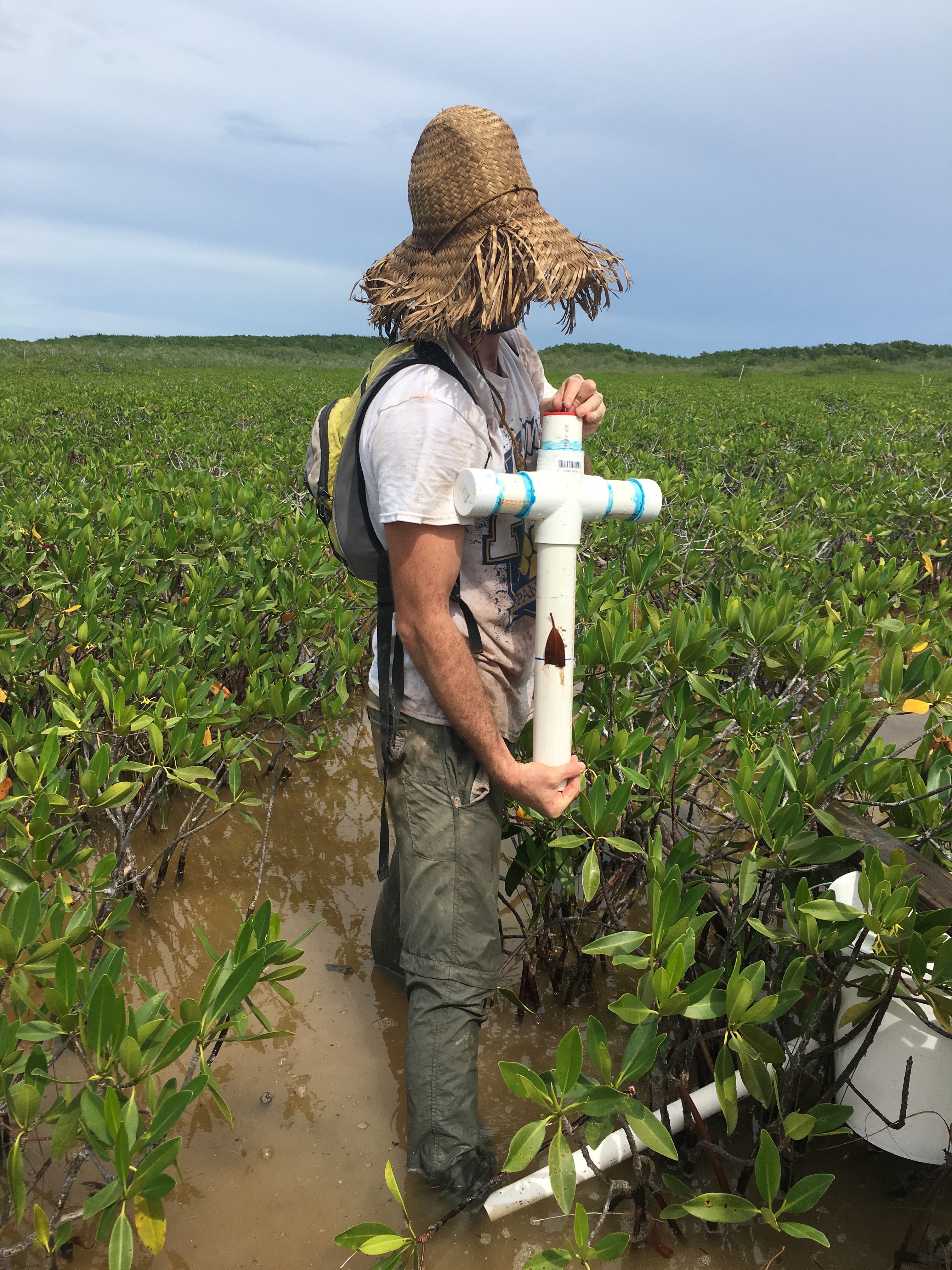 Sean Charles collecting a soil core in dwarf mangroves in Biscayne National Park