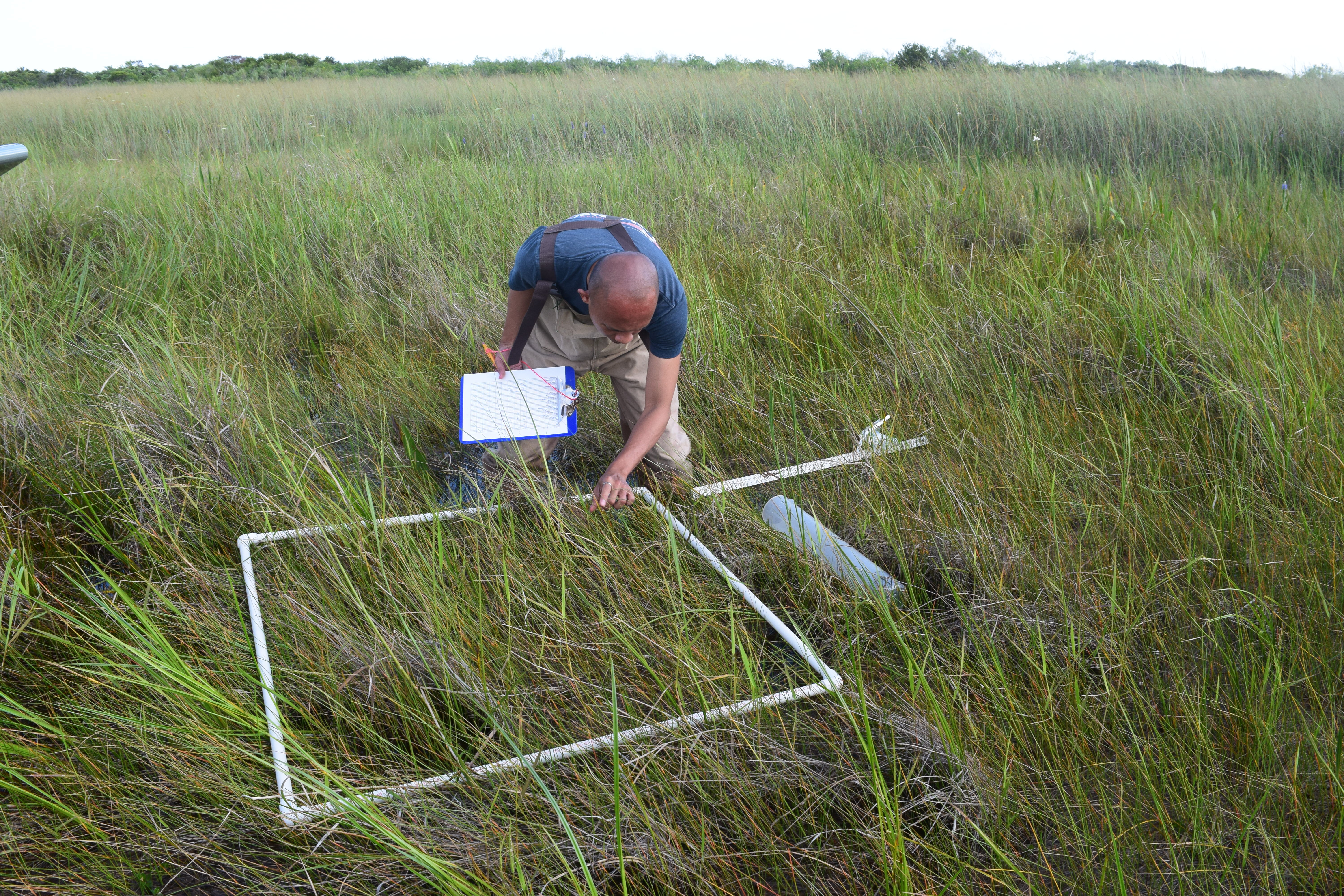 Franco Tobias sampling plants at SRS-3, Shark River Slough