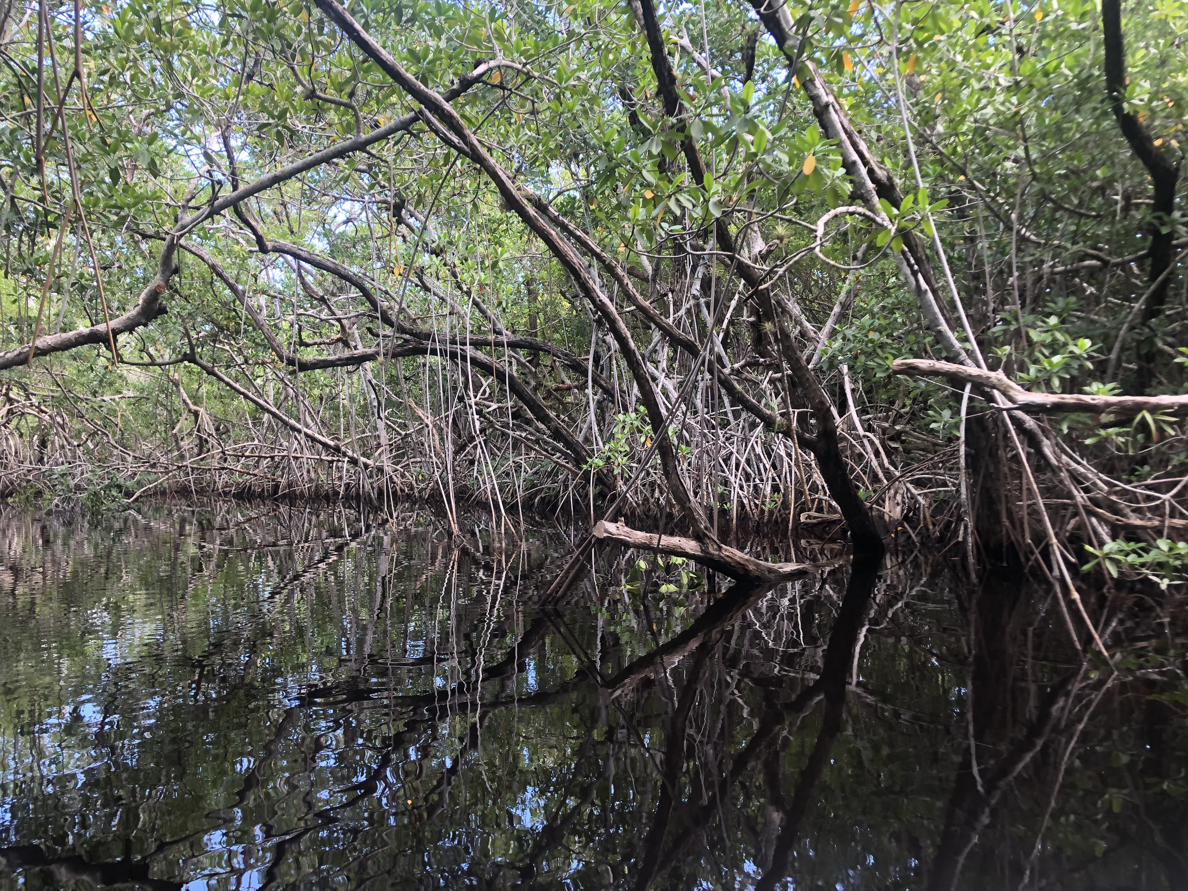 Mangroves along Taylor River