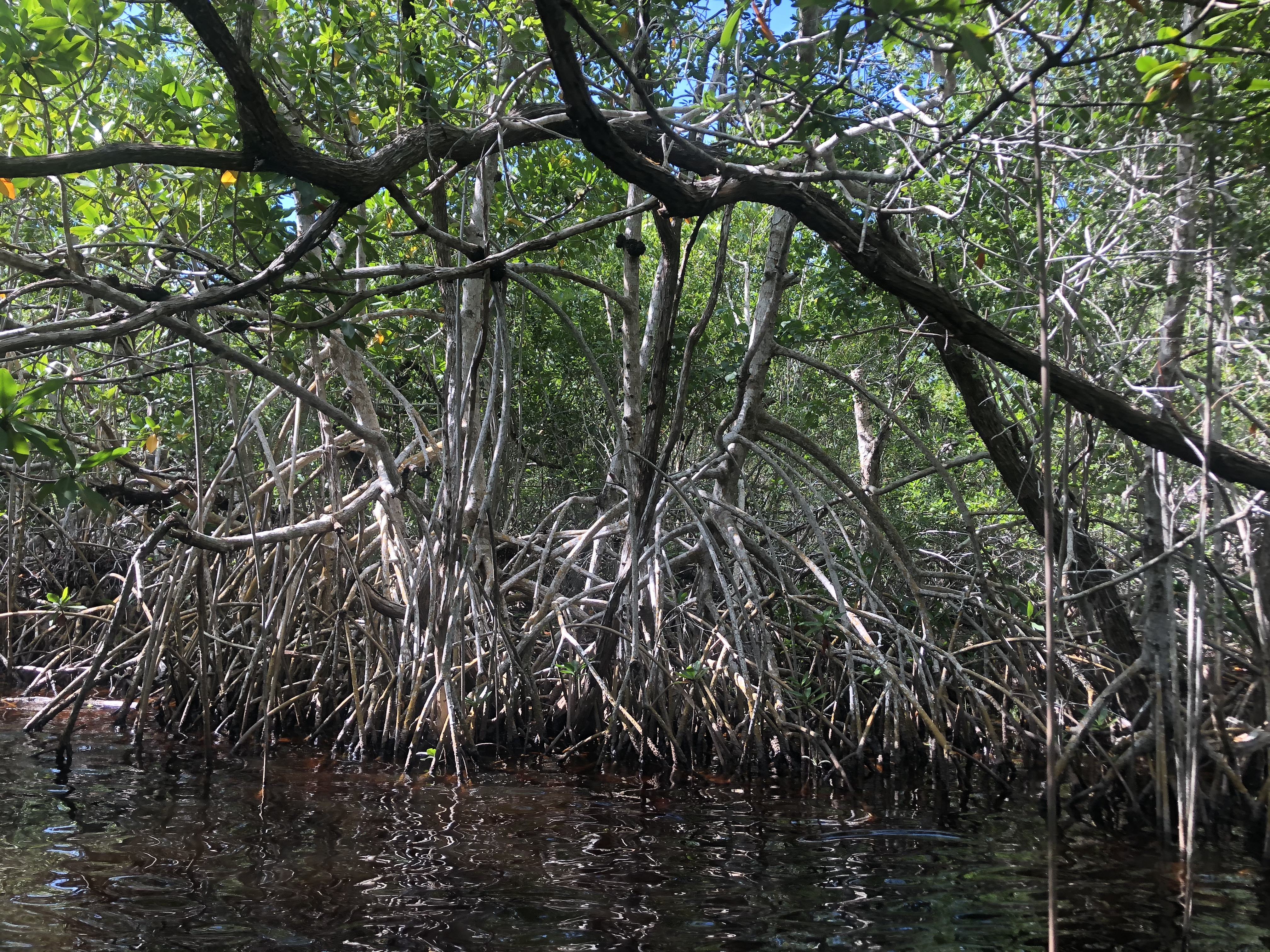 Mangroves along Taylor River