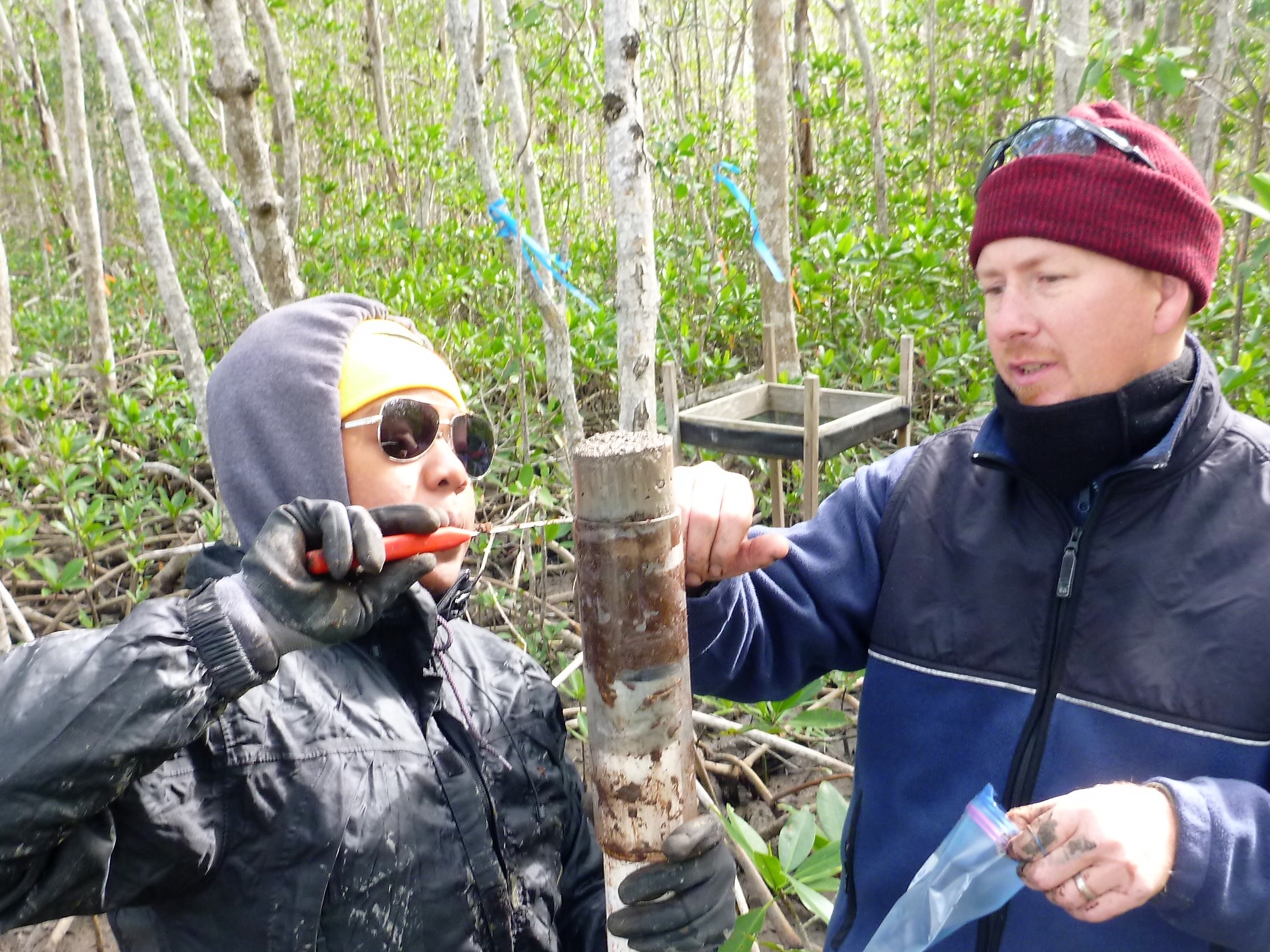 Nia Hurst and Josh Breithaupt extracting a sediment core from the riverine mangrove forest of Shark River