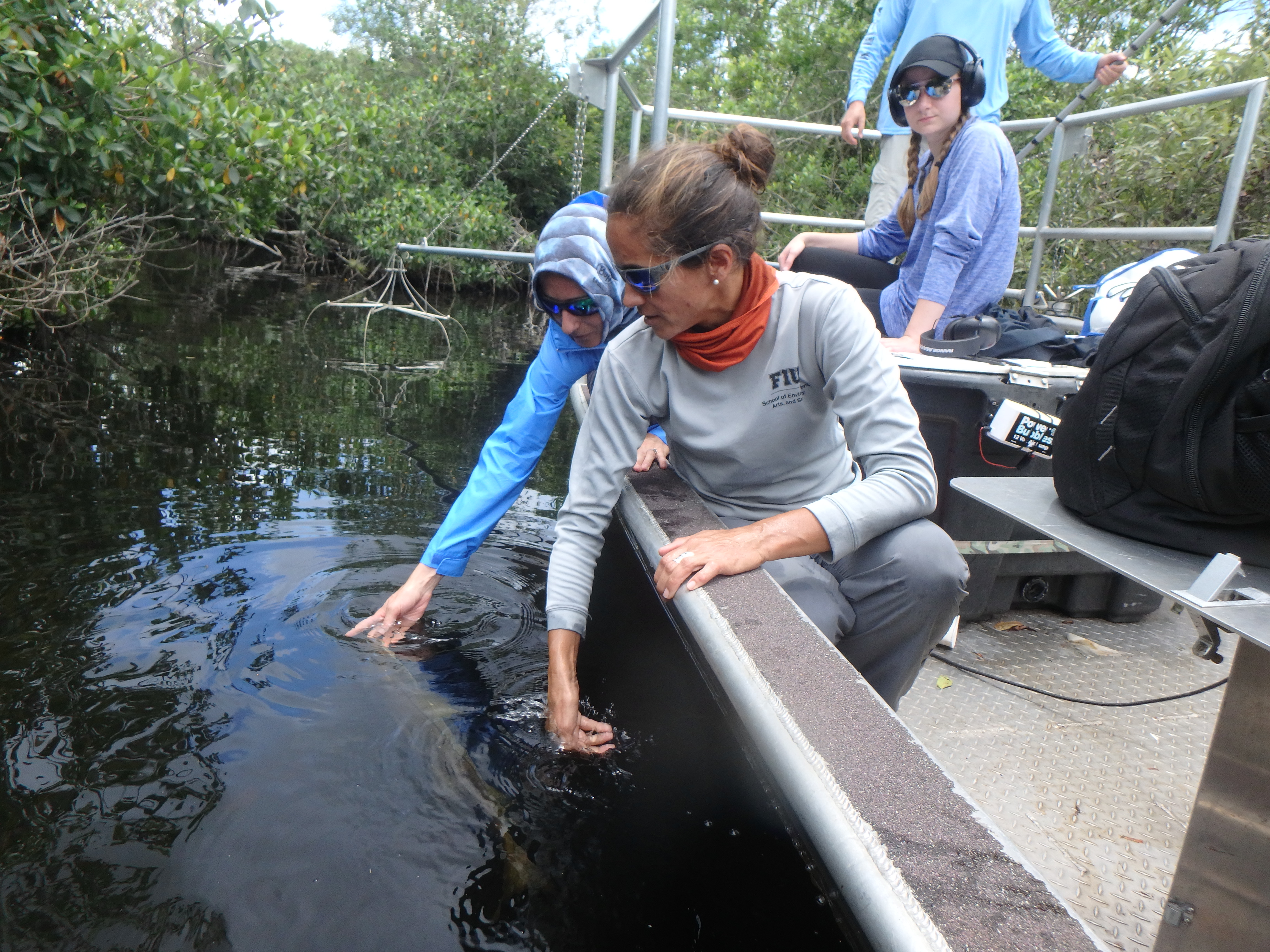 Dr. Marta D'Elia and Dr. Jenn Rehage release a Common Snook captured at the Shark River headwaters via boat electrofishing