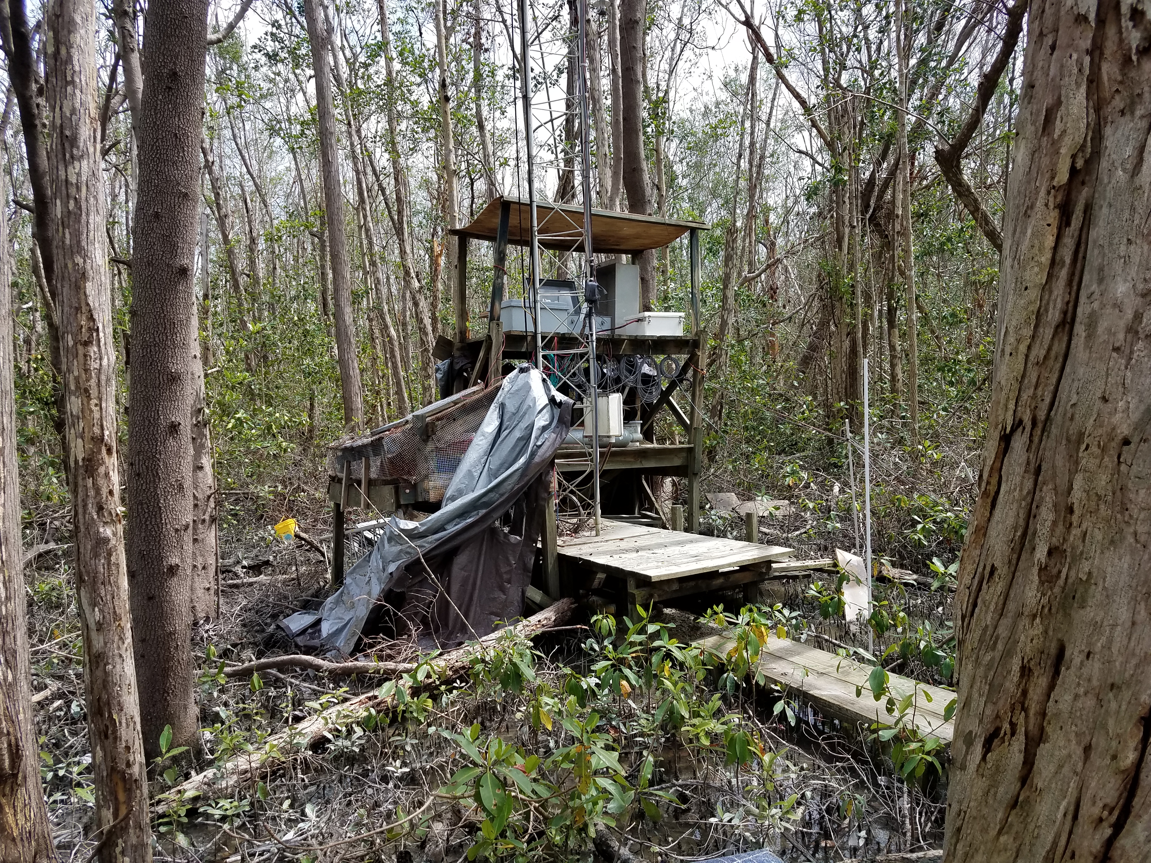 Flux tower station at FCE site SRS-6 in Shark River after Hurricane Irma