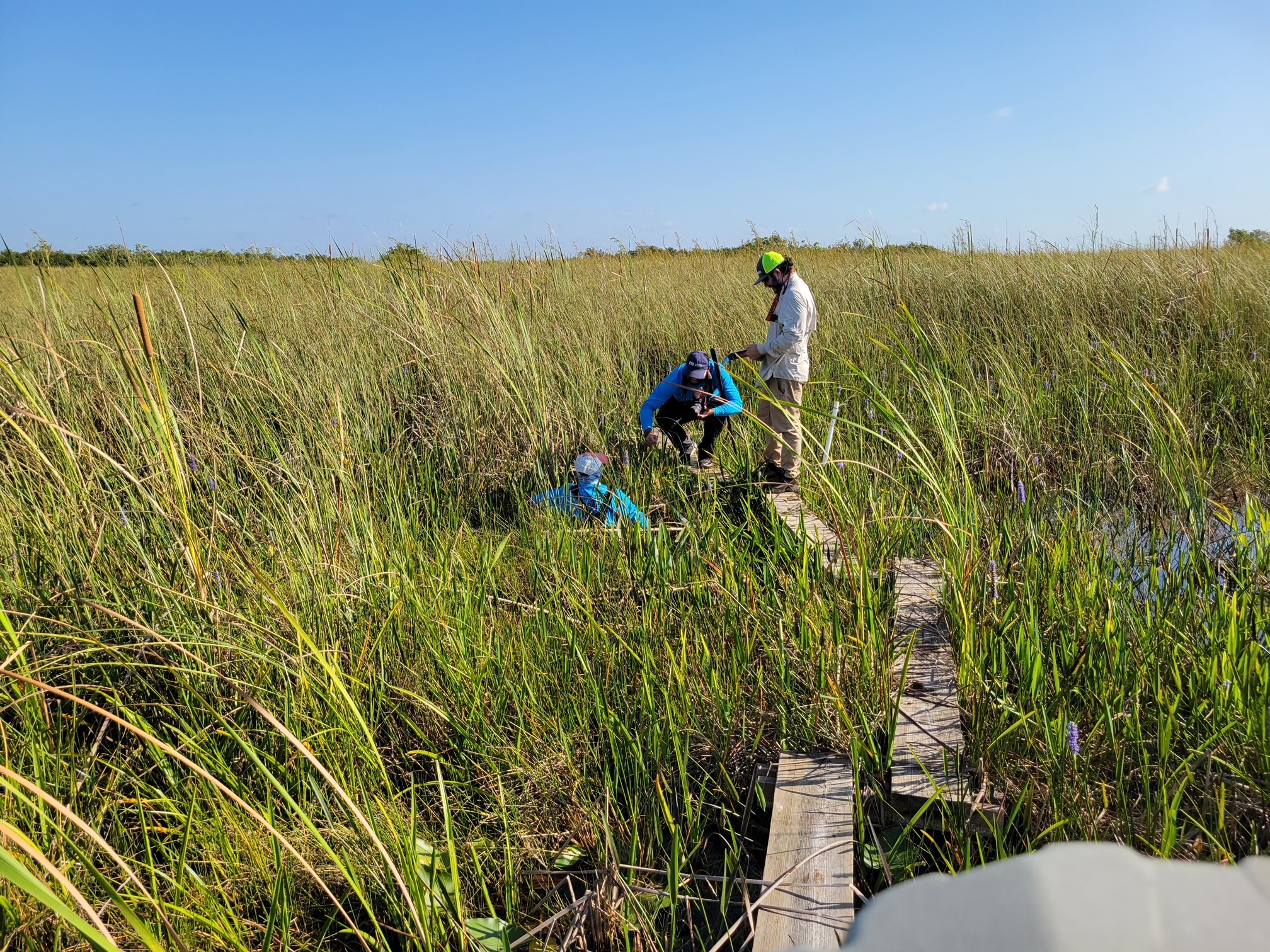 Sampling macrophyte plots in Shark River Slough